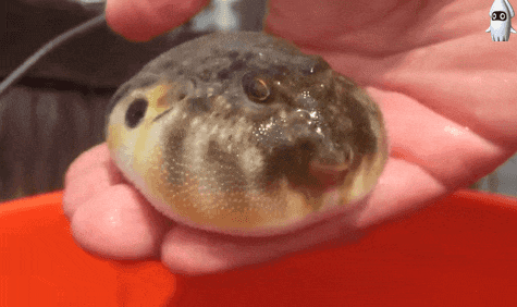 クサフグは釣れると餌泥棒だから頭にくるが 見ると小さい体を目一杯膨らまして威嚇してて可愛い お魚まとめ