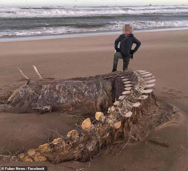 Uma イルカ ウナギ 正体不明の海洋生物がメキシコのビーチに 02 19 お魚まとめ