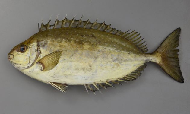 釣りワイ 今日は釣れるかな おっ かかった ええ引きしとるしこれはデカイわ お魚まとめ