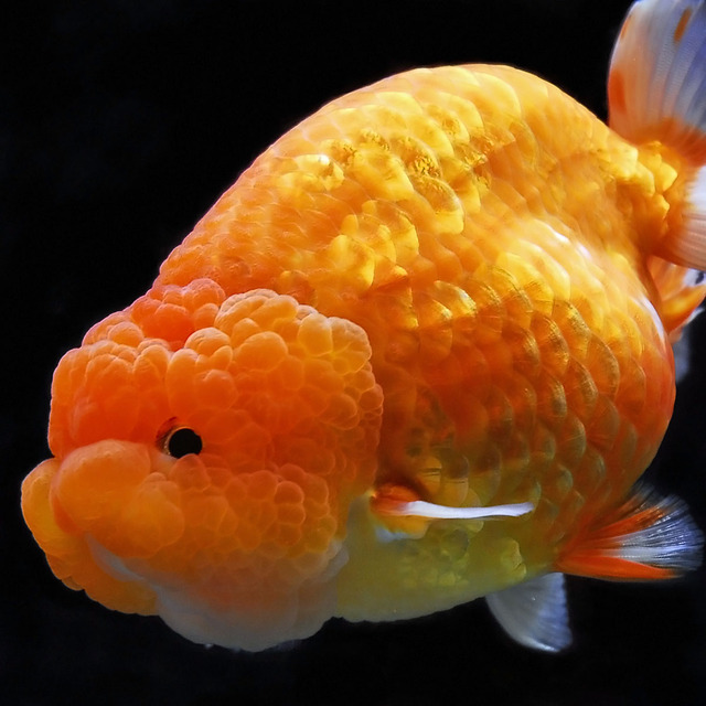 アクアリウム業界に身を置くワイがお祭りなどで手に入れた金魚をなるべく殺さない方法を教えるわ お魚まとめ アクアリウム業界に身を置くワイがお祭りなどで手に入れた金魚をなるべく殺さない方法を教えるわ お魚まとめ