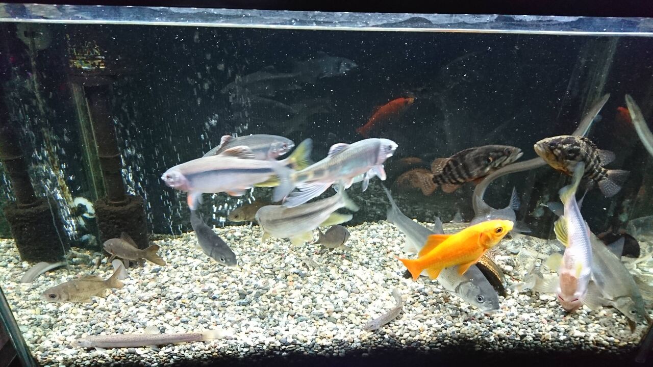 川で捕まえた魚飼ってる お魚まとめ 川で捕まえた魚飼ってる お魚まとめ
