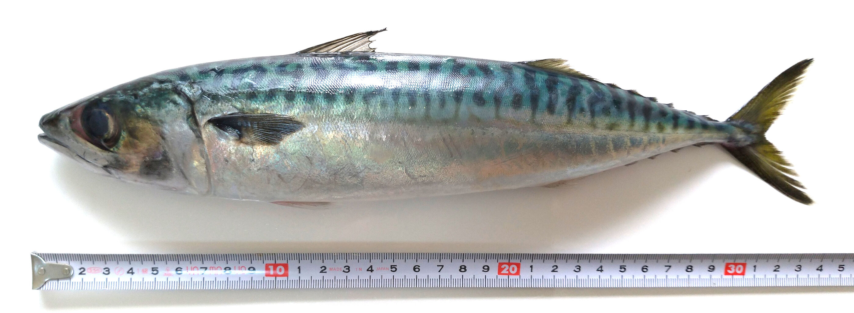 0026 サバの巻 目指せ海の完全制覇 O
