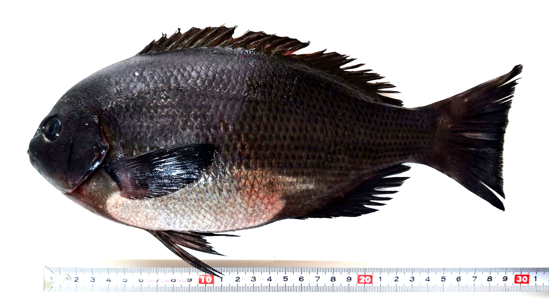 0023 メジナの巻 目指せ海の完全制覇 O 0023 メジナの巻 目指せ海の完全制覇 O