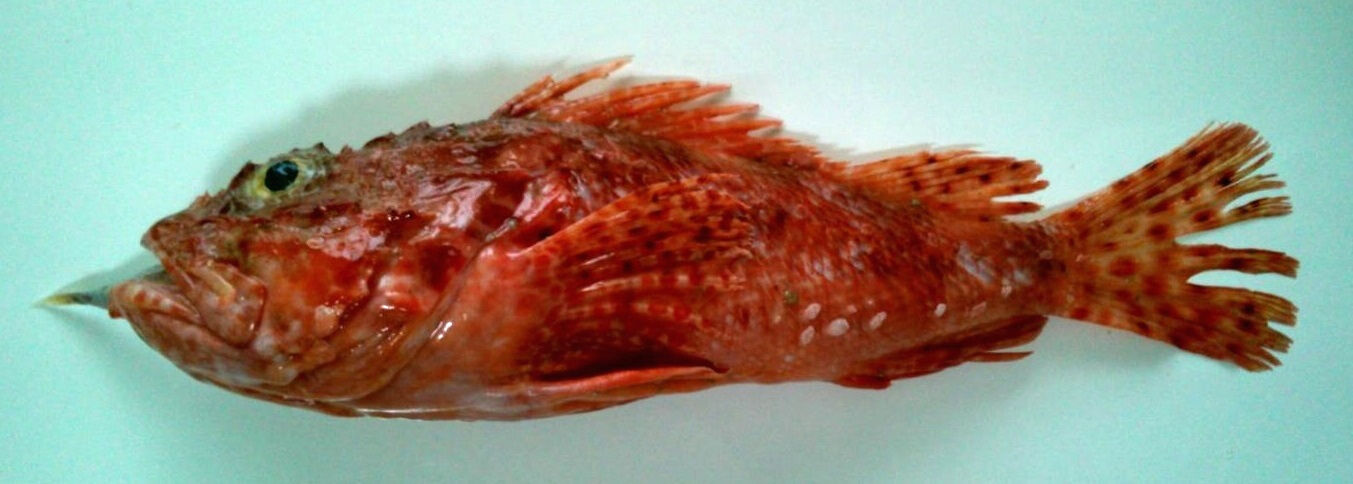 0001 オニカサゴの巻 目指せ海の完全制覇 O