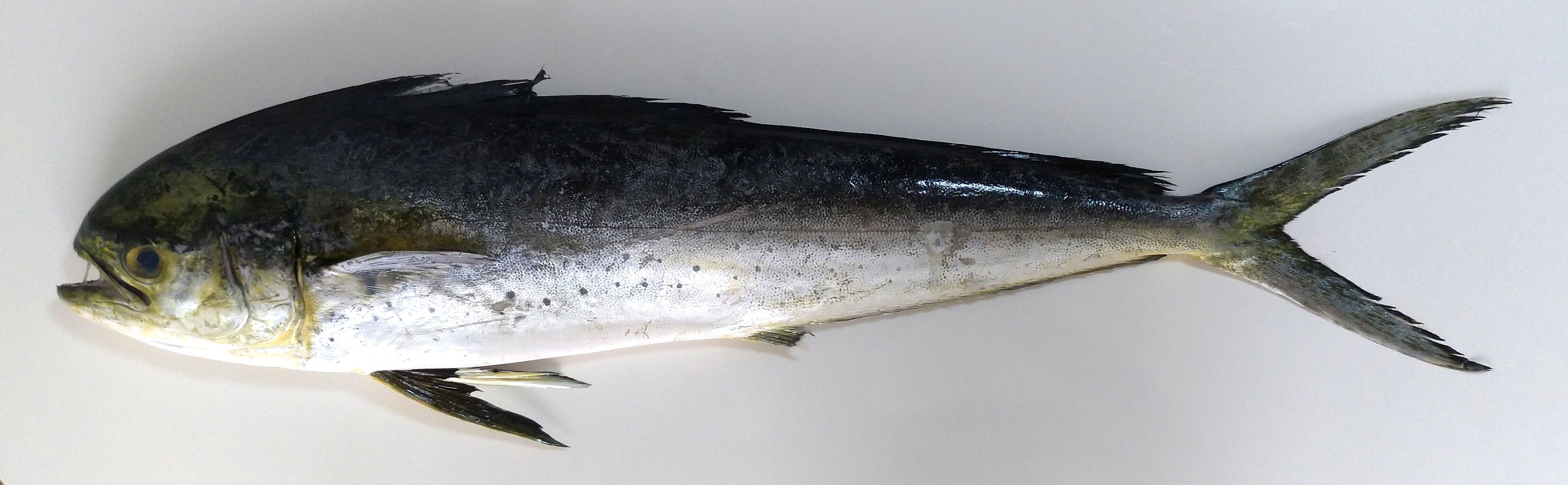 0075 シイラの巻 目指せ海の完全制覇 O