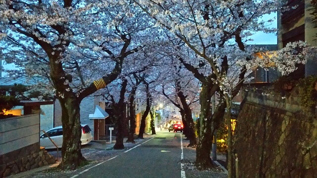 桜のトンネル 神戸市灘区 鮮魚特急 ボックス席 桜のトンネル 神戸市灘区 鮮魚特急 ボックス席