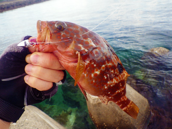 超楽しい 真夏のアコウ釣り ジグ スピナー等メタル系ルアーで爆釣 お魚seasons