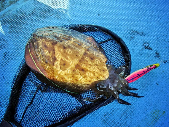 三重 紀北沖で紋甲イカゲット お魚seasons