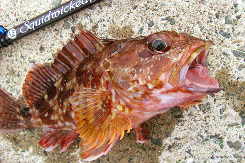 アコウを釣りに 北へ お魚seasons アコウを釣りに 北へ お魚seasons