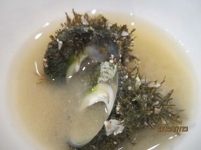 ニーナ ニナ のお味噌汁 おさかな奮闘記