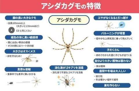 クモの大切なお話し（店長）【大阪梅田ゲイ,女装マッサージ売り専ルート６６BOY日記】