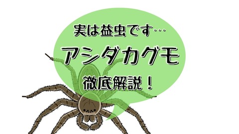 クモの大切なお話し（店長）【大阪梅田ゲイ,女装マッサージ売り専ルート６６BOY日記】