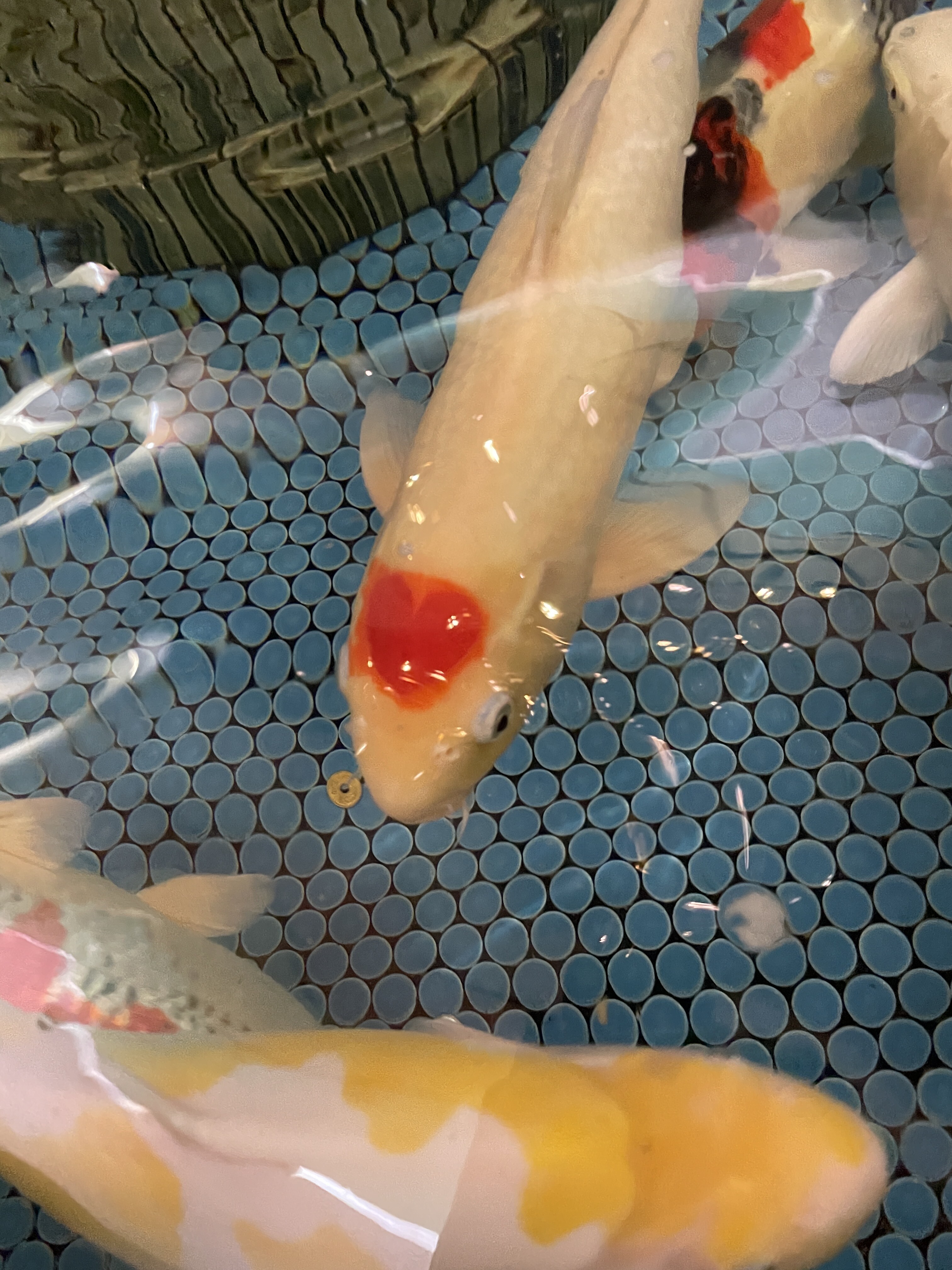 たま～に冬の癒し（店長）【大阪梅田ゲイ,女装マッサージ売り専ルート６６BOY日記】