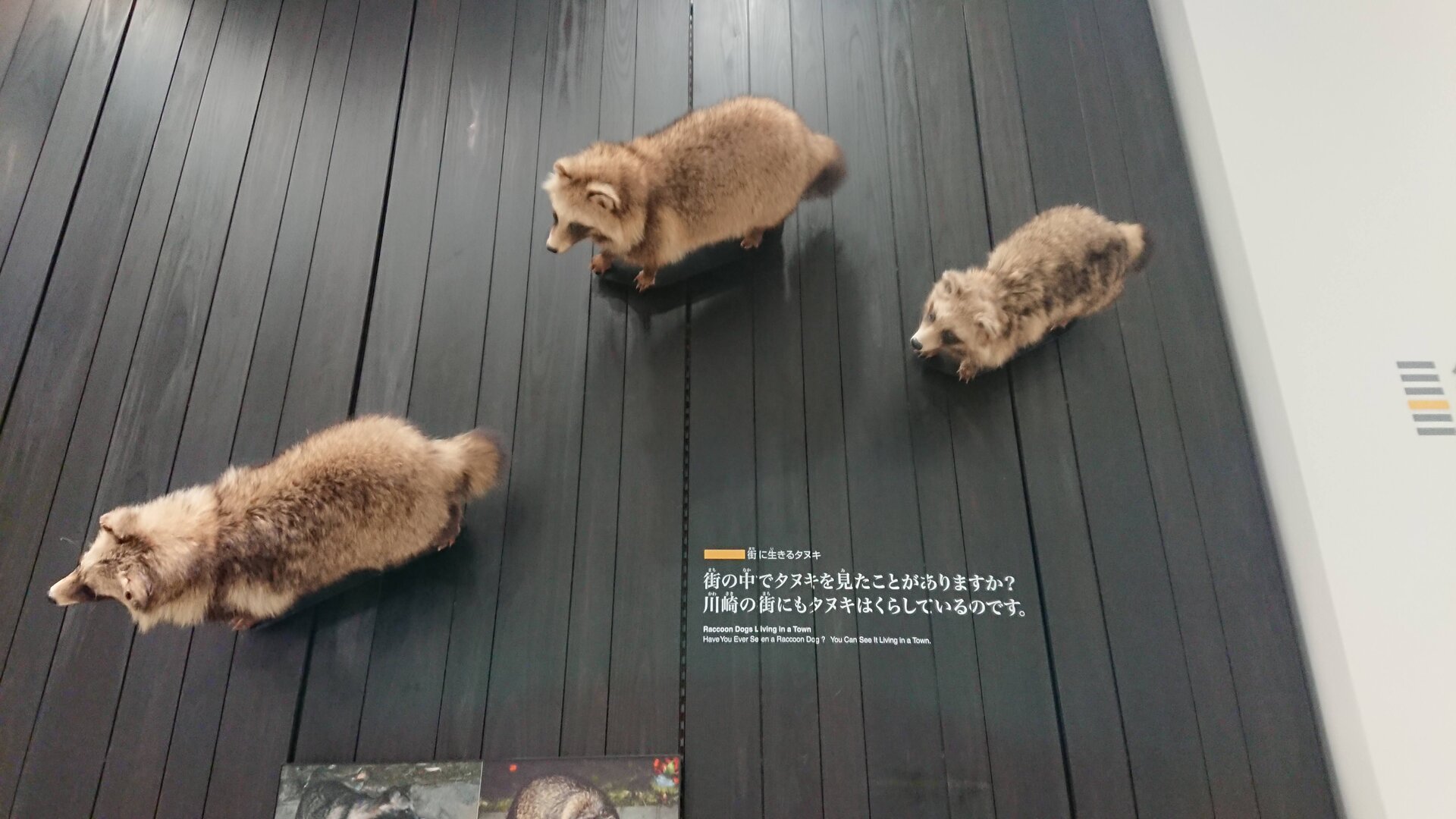川崎の市街地にも タヌキ は居るんだ 冴えないseの日常