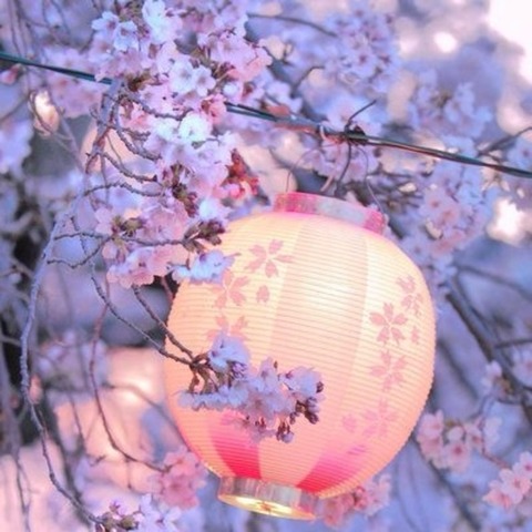 Osaka Escort's recommended cherry blossom spots