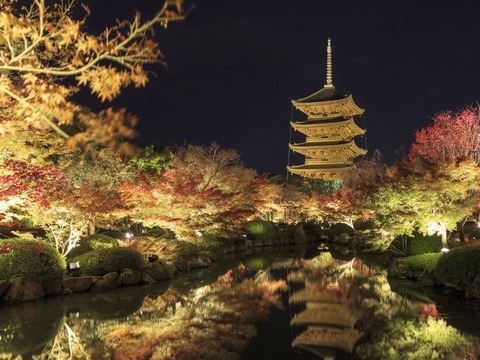 Escort Kyoto's recommended light-up events Toji Temple