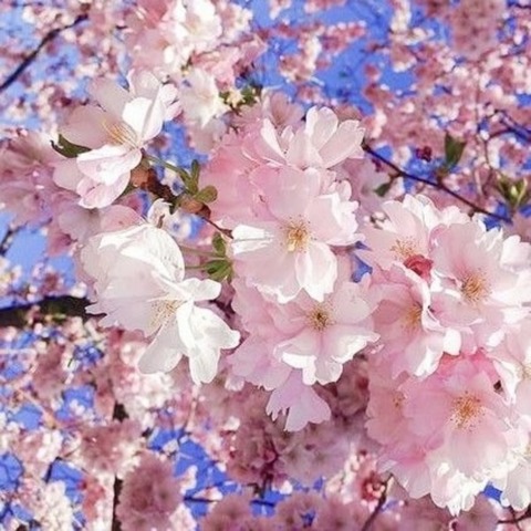 The cherry blossoms that can be seen in Kyoto