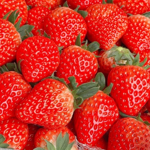 Osaka Escort's Favorite Strawberry