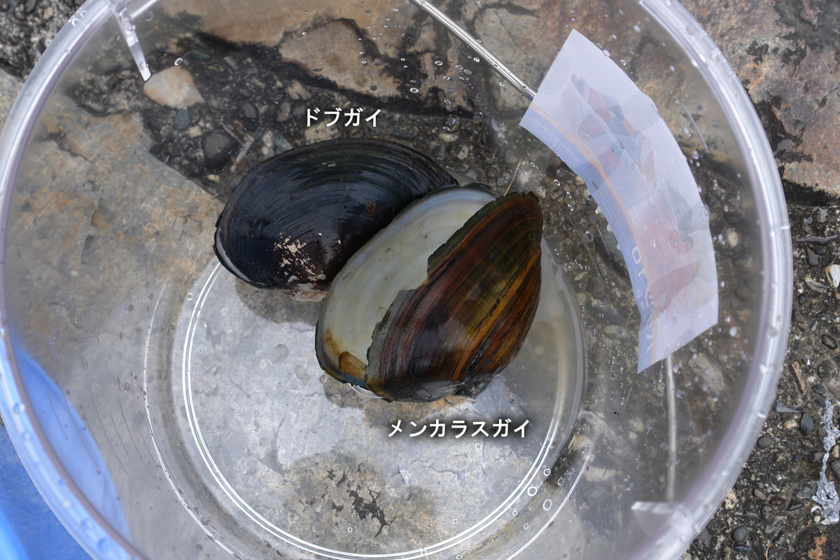 城北ワンド群観察会 ワンドの生物多様性を学ぼう 地引網 大阪を歩こう 城北ワンド群観察会 ワンドの生物多様性を学ぼう 地引網 大阪を歩こう
