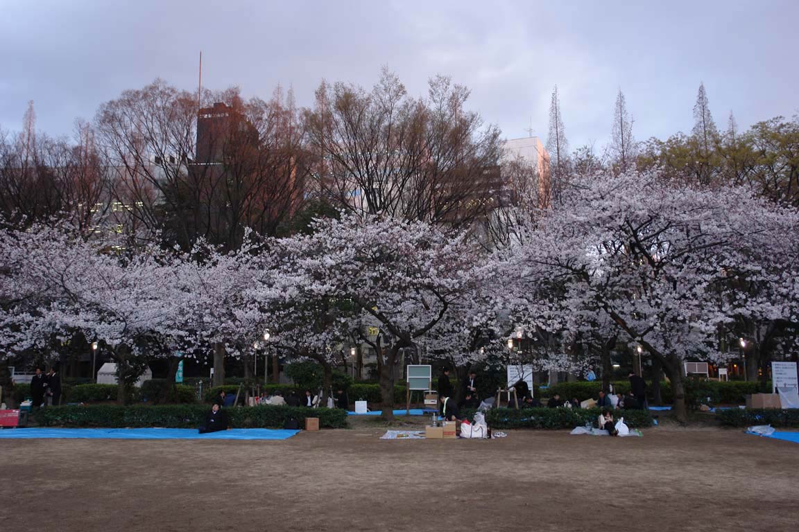 靭 うつぼ 公園の桜 大阪を歩こう