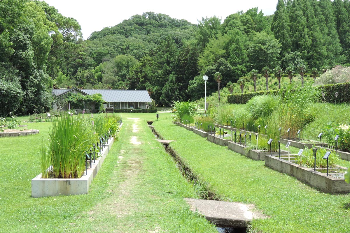 私 市 植物園