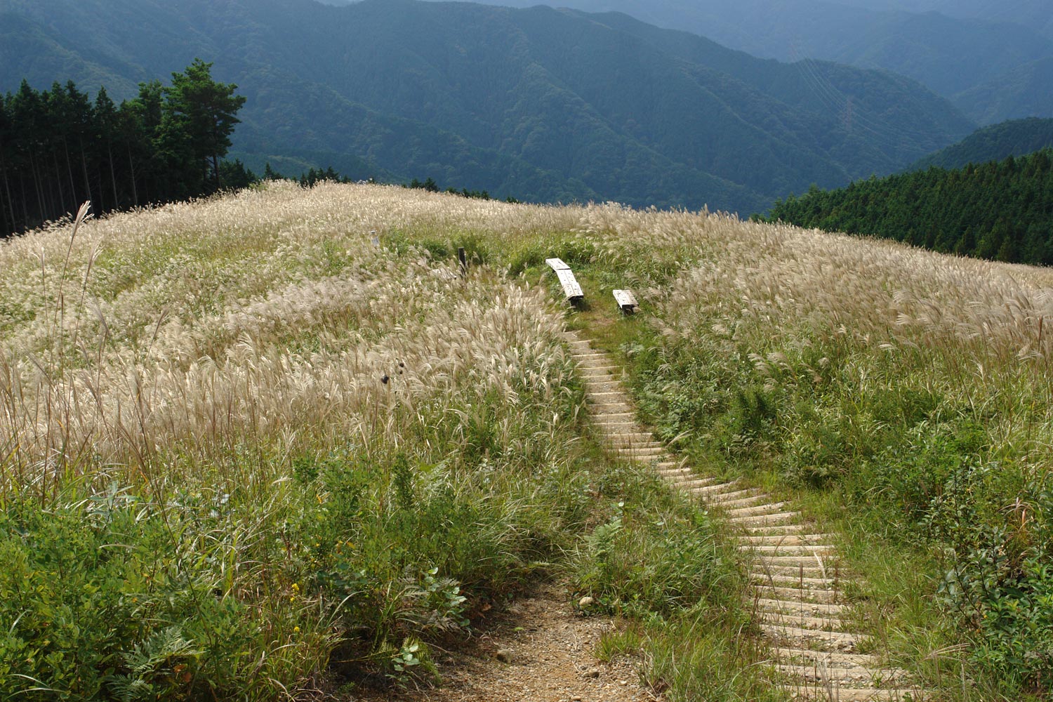 岩湧山のススキが見ごろです 大阪を歩こう 岩湧山のススキが見ごろです 大阪を歩こう