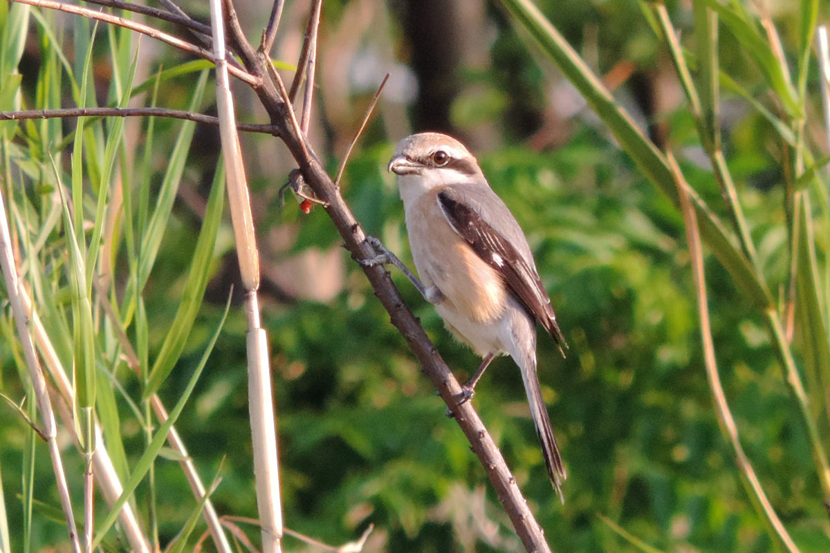 モズの はやにえ 早贄 か 大阪を歩こう