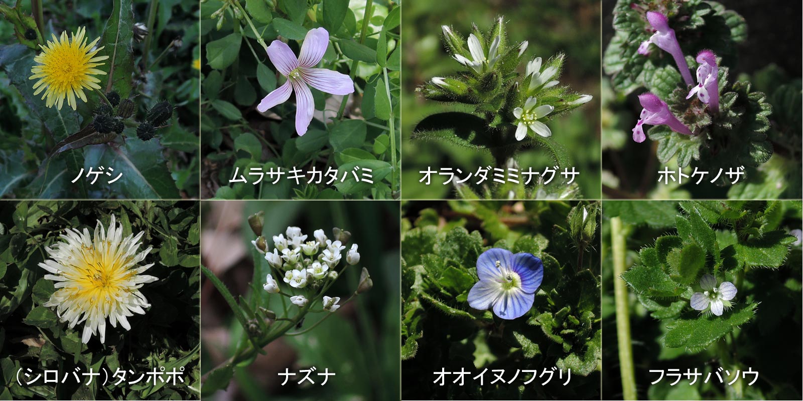 野草の花を探しながら大泉緑地ぶらぶら 大阪を歩こう