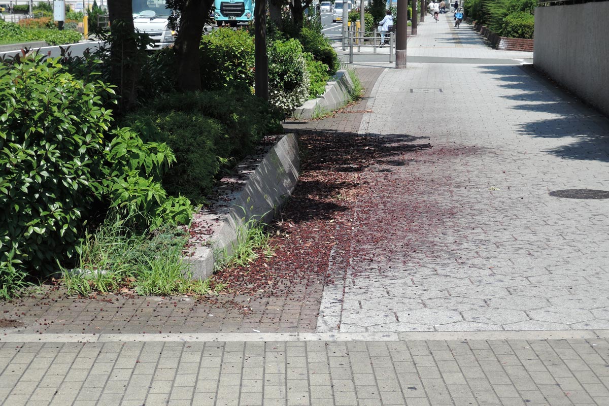 ヤマモモの実が歩道上に散乱 大阪市西区 大阪を歩こう