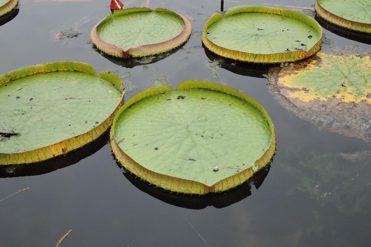 交野市私市にある植物園へ 大阪を歩こう 交野市私市にある植物園へ 大阪を歩こう