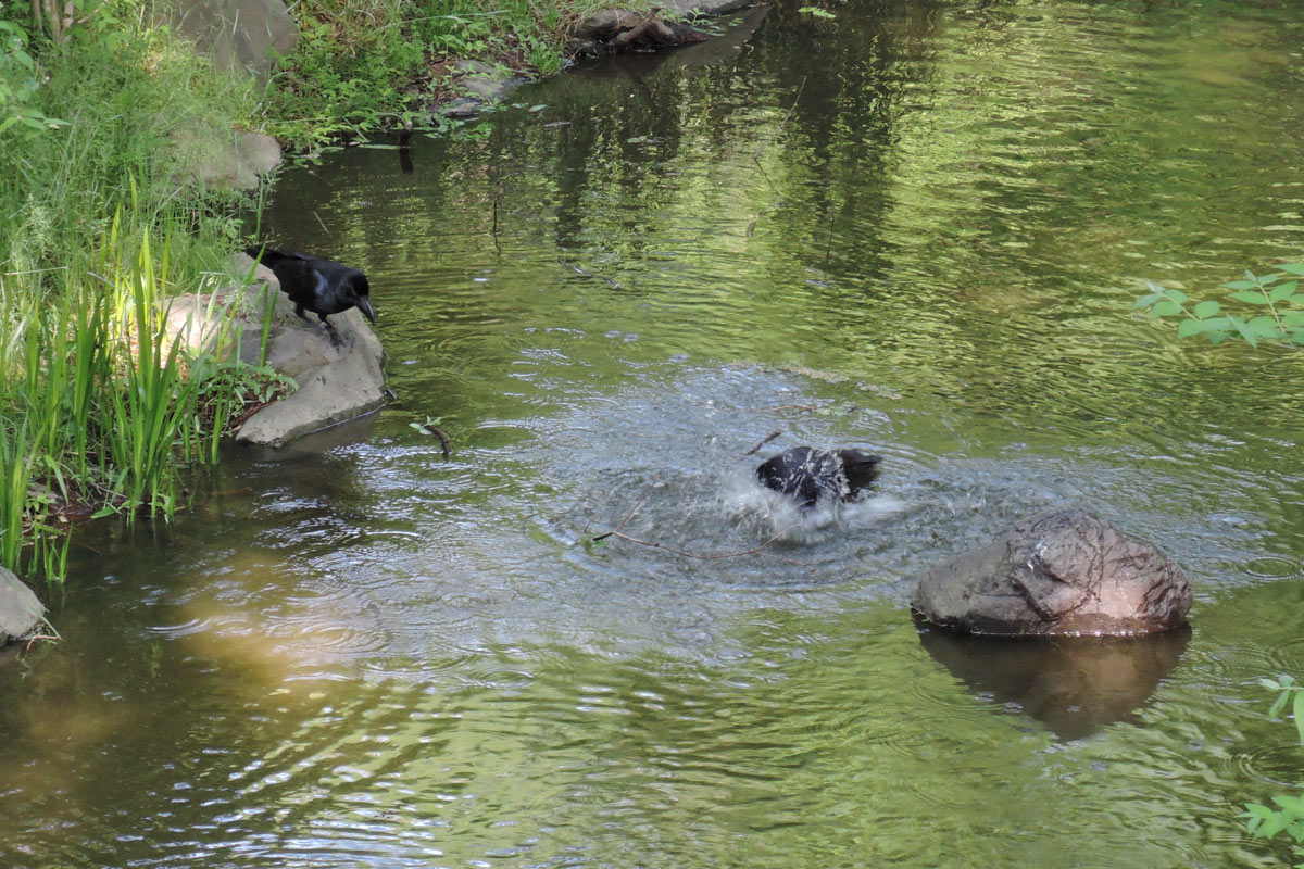 カラスの行水を見た 長居植物園 大阪を歩こう