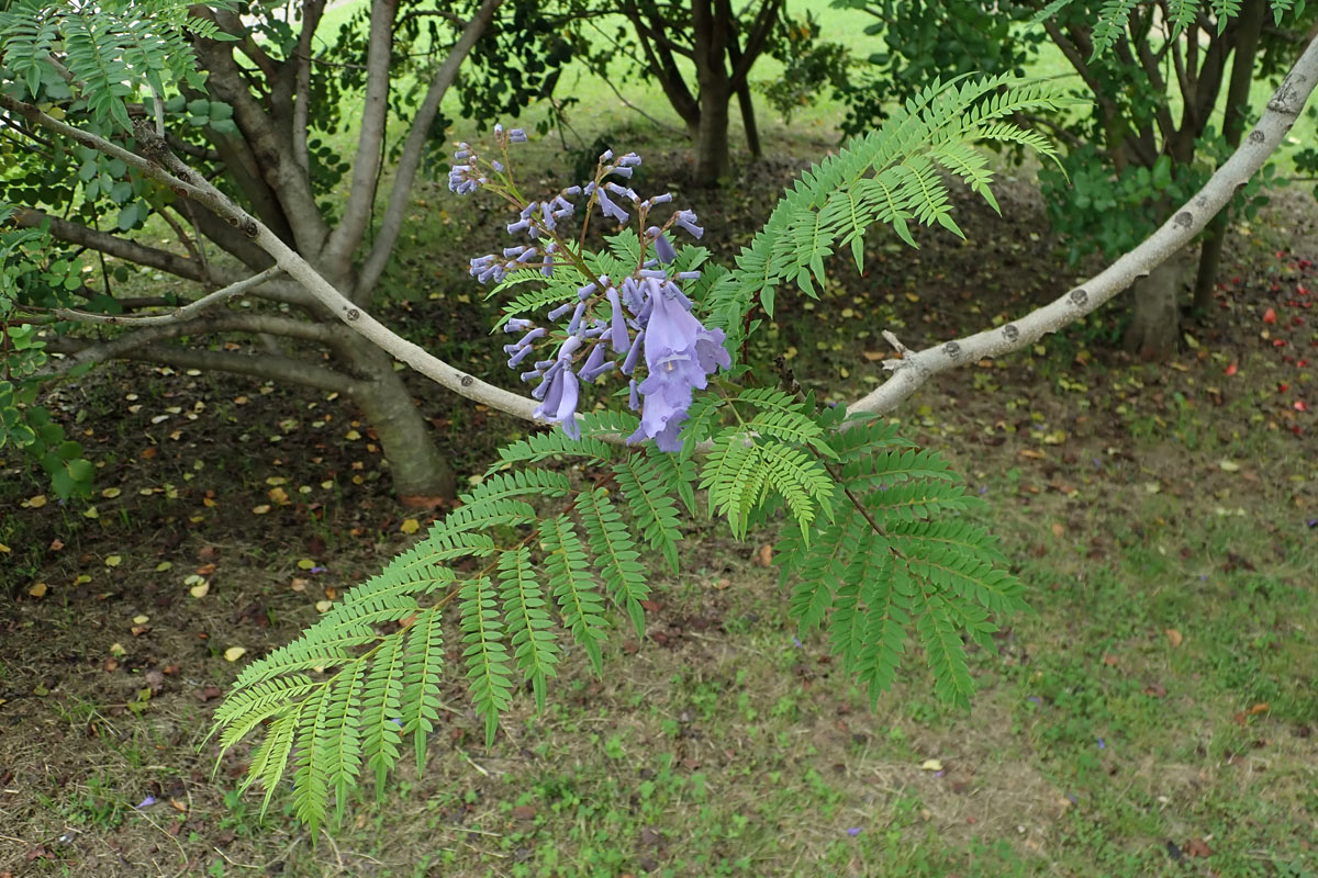 梅雨時の花 長居植物園 大阪を歩こう 梅雨時の花 長居植物園 大阪を歩こう
