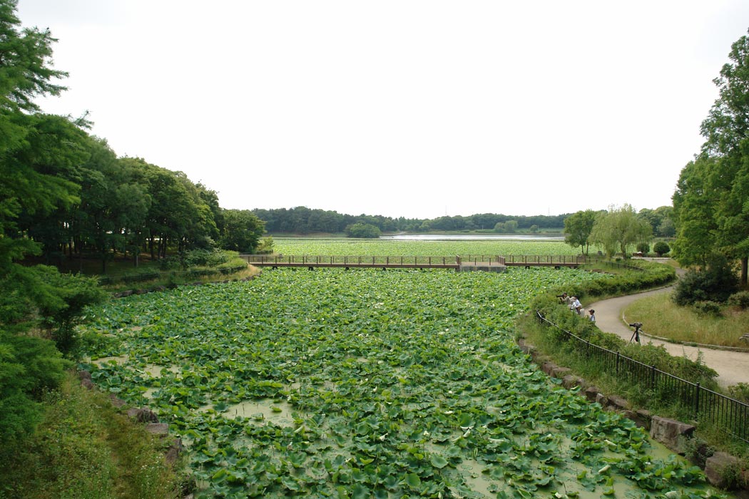 大泉緑地の大泉池 : 大阪を歩こう