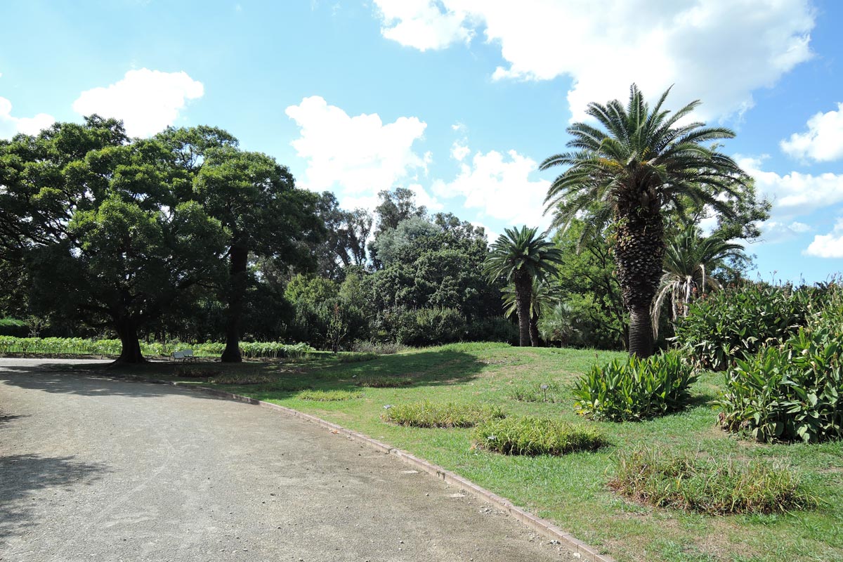 長居植物園で 米の花 を見た 大阪を歩こう 長居植物園で 米の花 を見た 大阪を歩こう