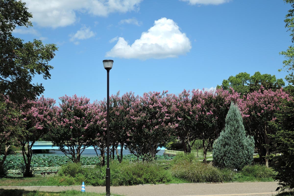 長居植物園で 米の花 を見た 大阪を歩こう 長居植物園で 米の花 を見た 大阪を歩こう