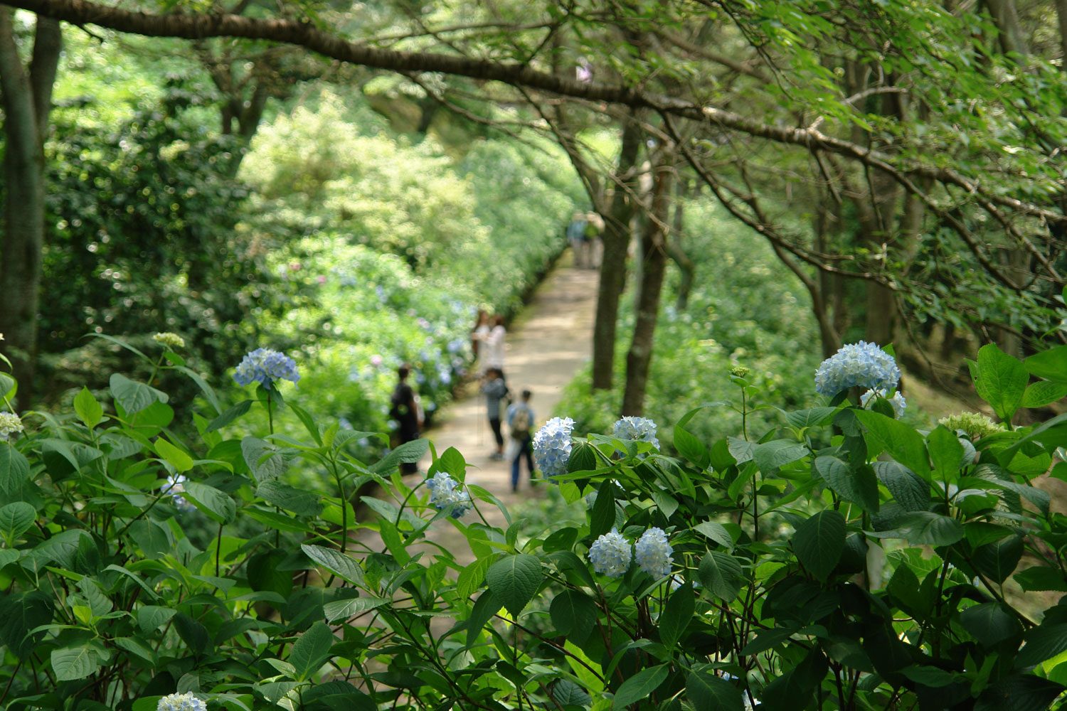 生駒山地の あじさい園 へ行ってきました 大阪を歩こう 生駒山地の あじさい園 へ行ってきました 大阪を歩こう