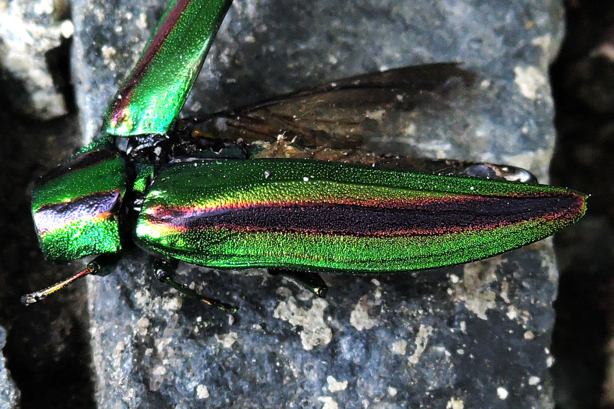 タマムシの羽をアップで見よう : 大阪を歩こう