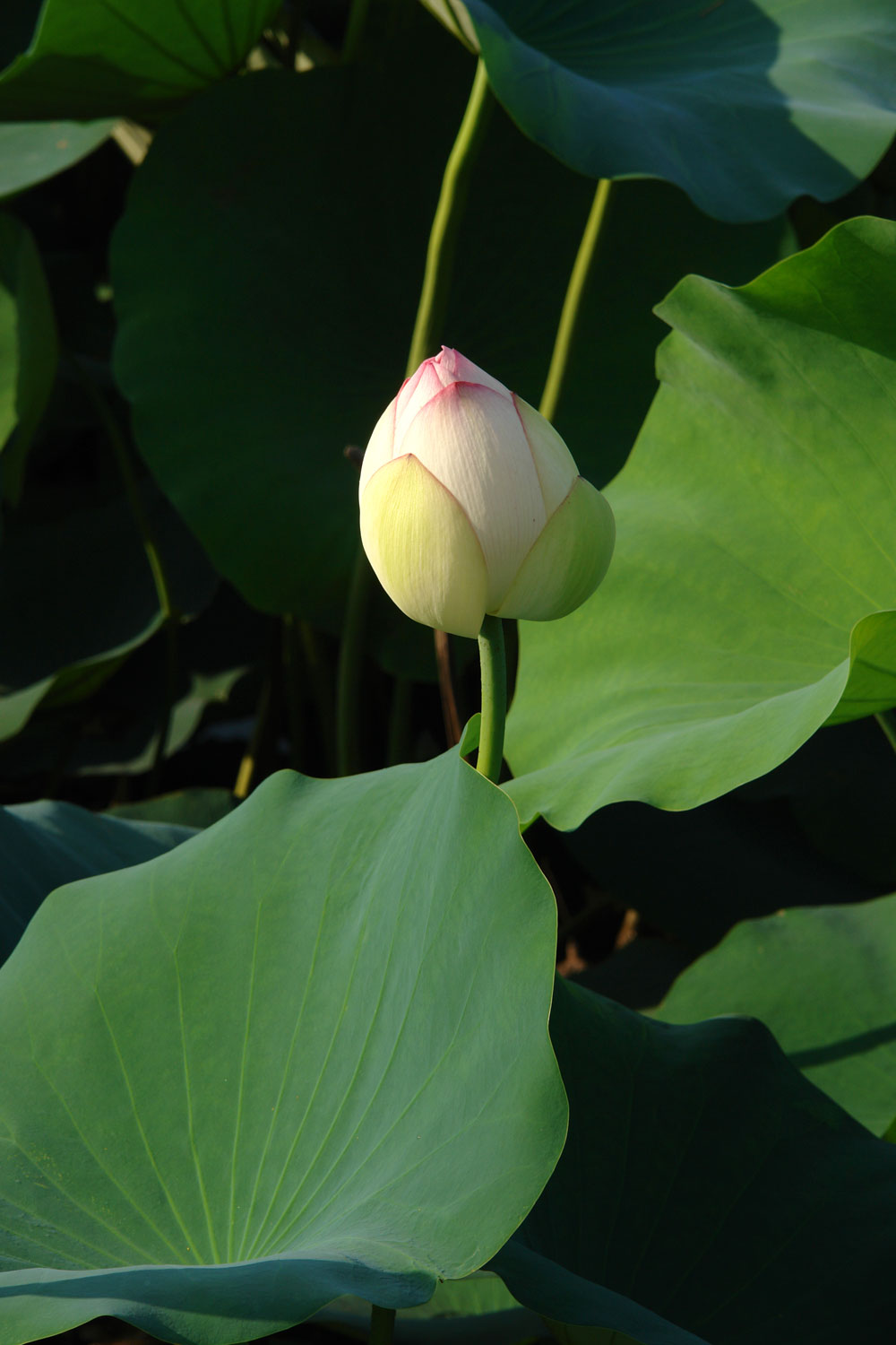 長居植物園の ヒマワリ が見頃 大阪を歩こう