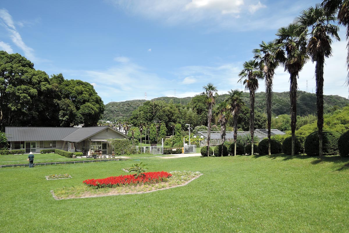 真夏を思わせる大阪市立大学附属植物園 大阪を歩こう