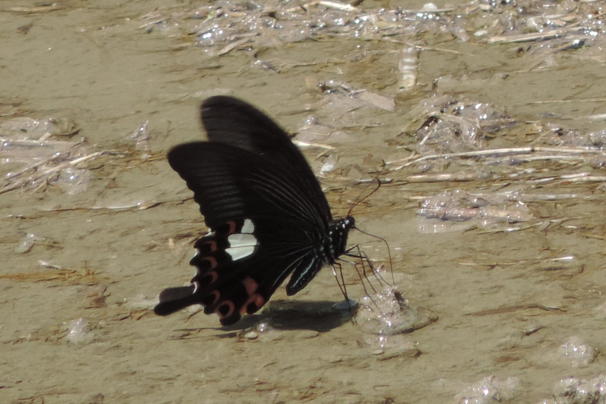 モンキアゲハ と カラスアゲハ を観察 : 大阪を歩こう