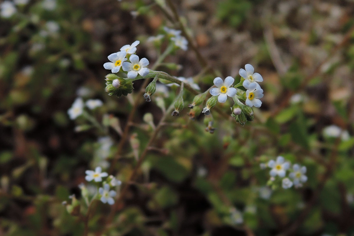市街地に咲く野草 キュウリグサ 胡瓜草 大阪を歩こう