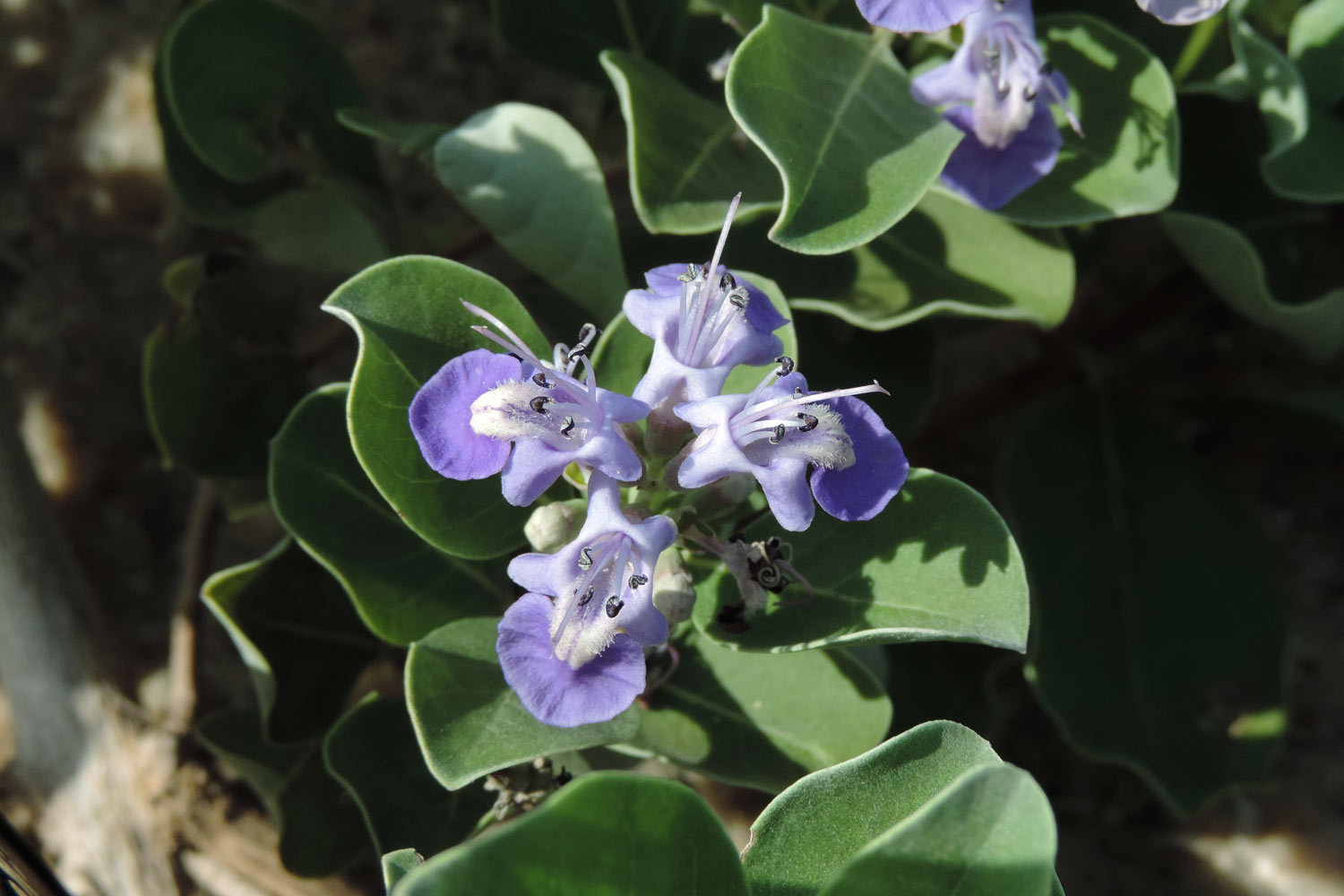 夏の花 ハマゴウ 大阪を歩こう