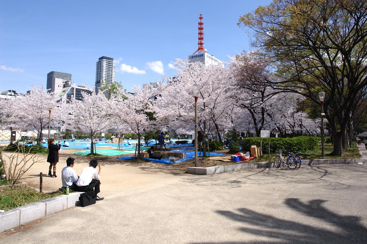 桜満開の西の丸庭園へ そして夜桜は土佐公園 大阪を歩こう