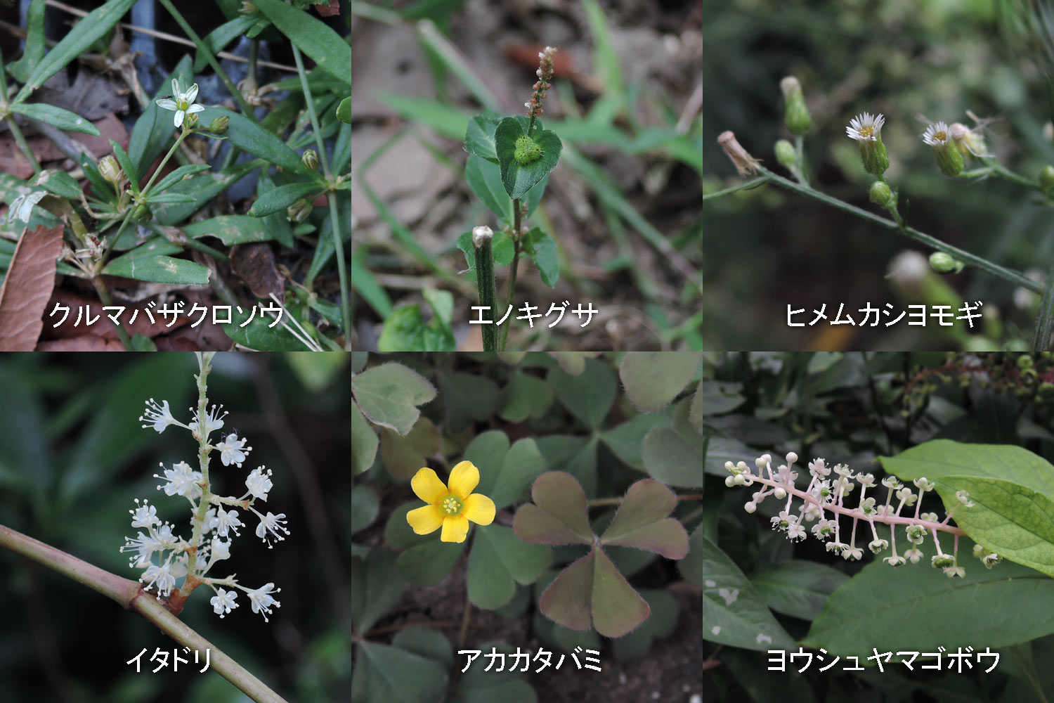 9月22 日靭公園で見た野草の花 大阪市西区 大阪を歩こう