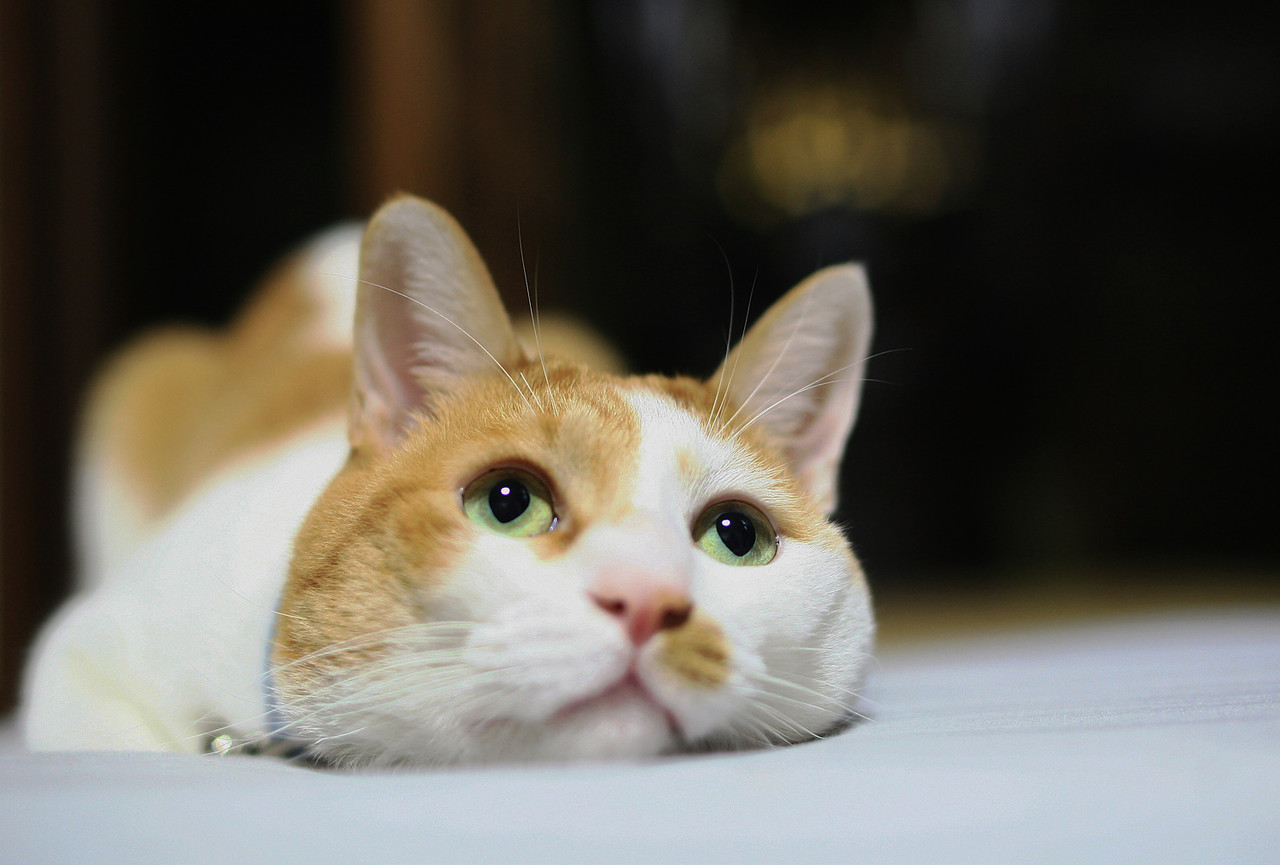 ちょっとピンボケ その日まで