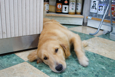 犬が一番かわいい年齢があることをご存知ですか？