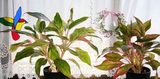 アグラオネマの花 オキシトシン そよ風のように生きて