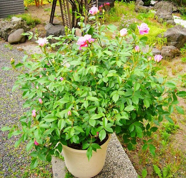 運気を上げる風水 庭の花達 そよ風のように生きて