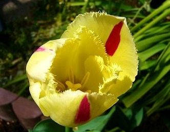 コニファーに花が咲きました そよ風のように生きて コニファーに花が咲きました そよ風のように生きて