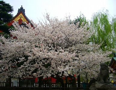 桜と ホタテとエビの野菜盛を作りました そよ風のように生きて 桜と ホタテとエビの野菜盛を作りました そよ風のように生きて